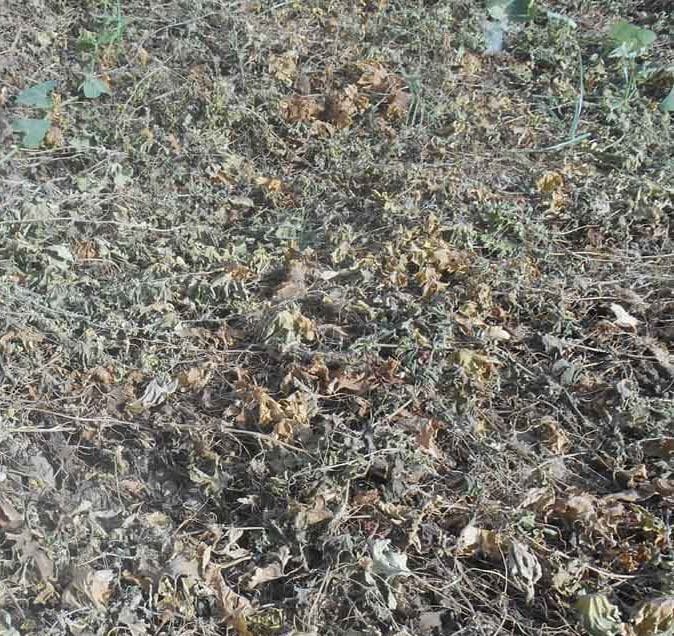 Westerly broke the back of the vegetable farmers