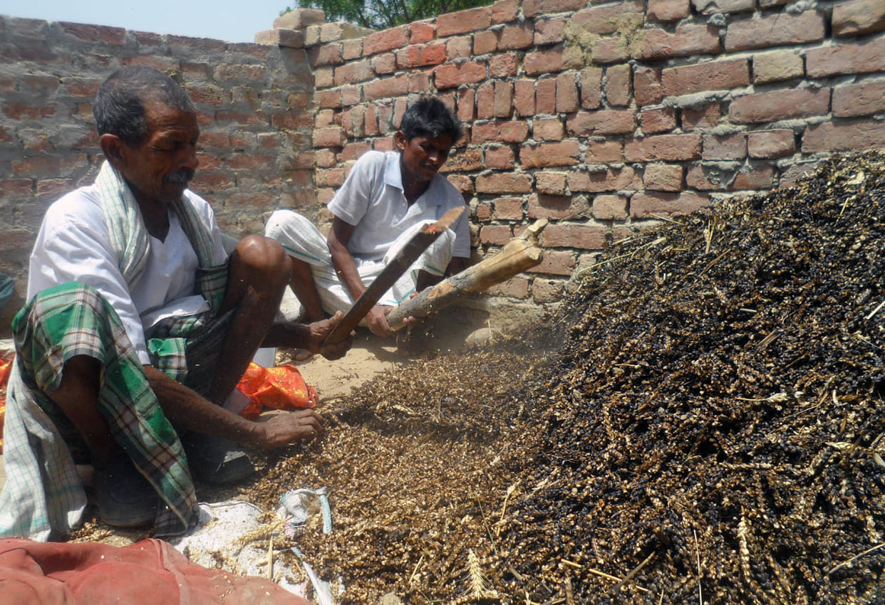 twenty acres harvest destroyed three homes