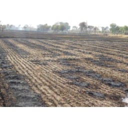 bhiwani news, short circuit, fire, crop, ash