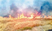 Fire,Crop,Compensation,Kaithal,Haryana