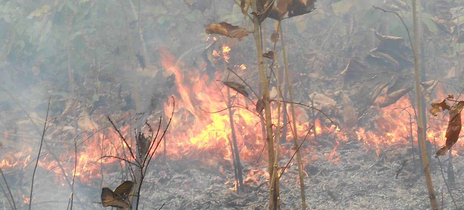 forest and crop caught fire in uttarakhand