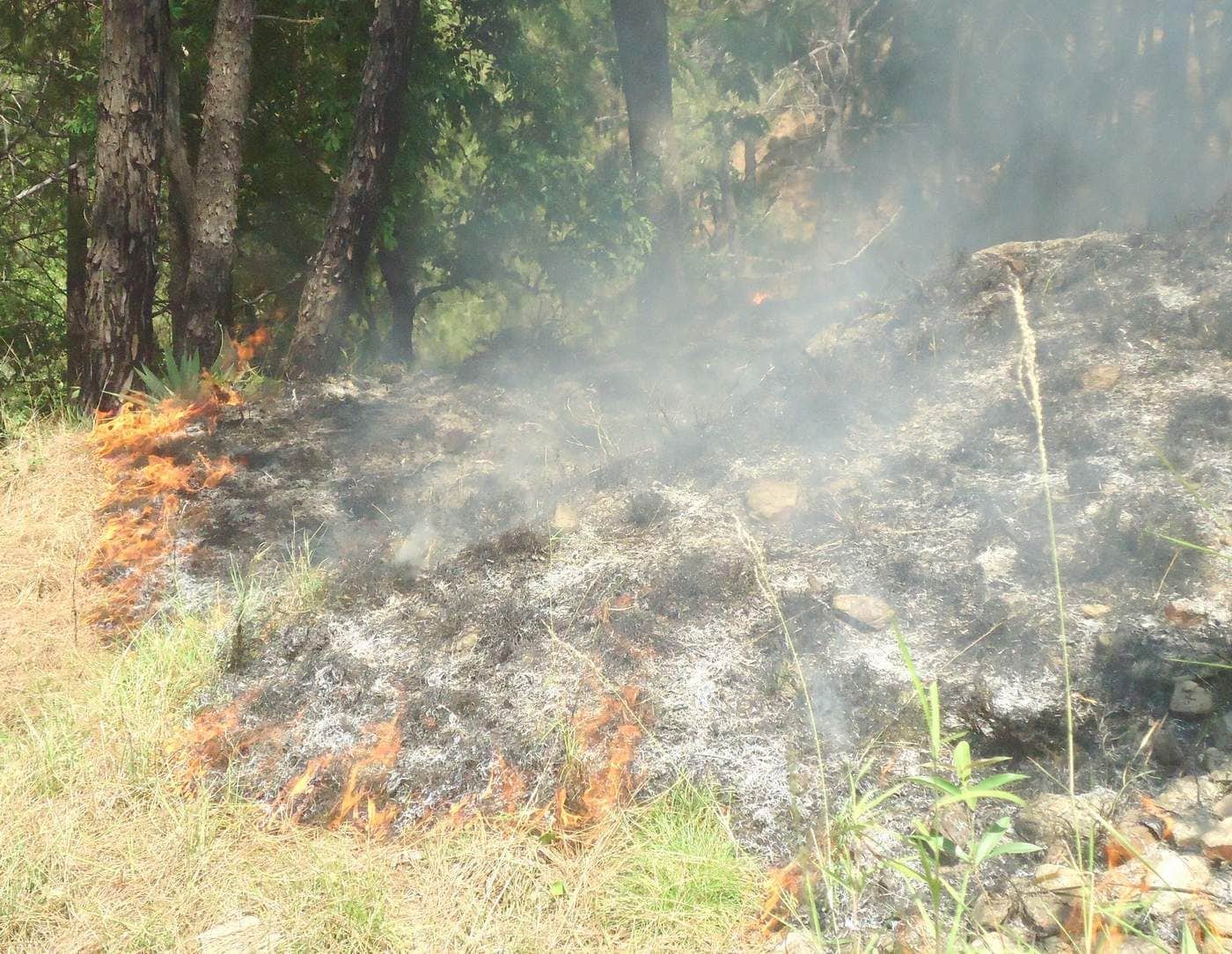 forest and crop caught fire in uttarakhand