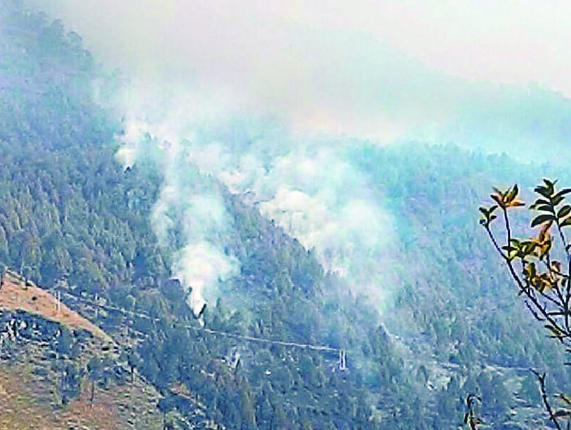 Forest burns