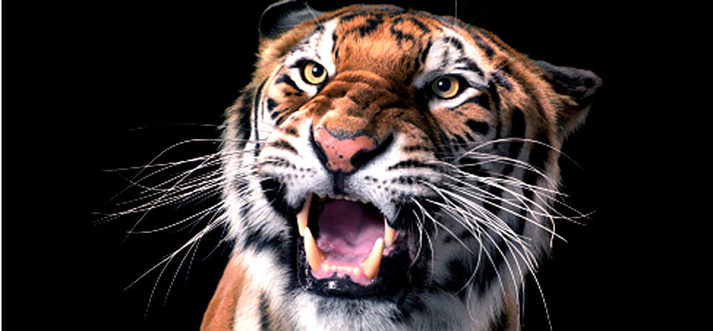 village included in rajaji tiger reserve.