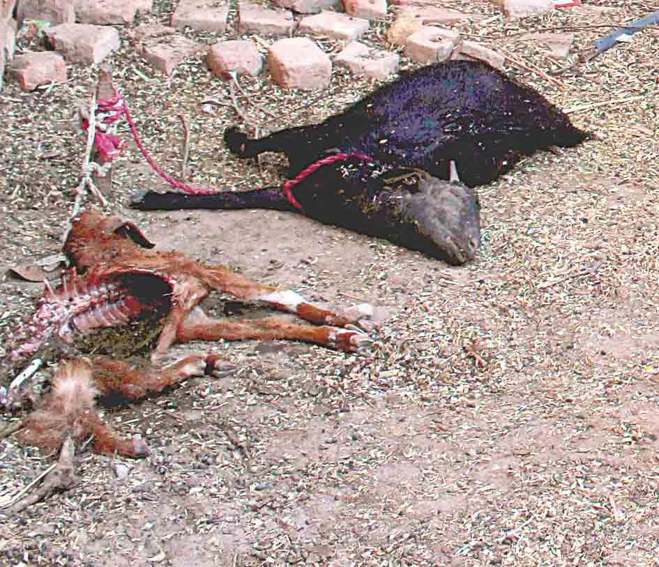 leopard-attack in ibrahimpur