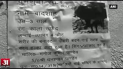 Varanasi resident announces Rs. 50,000 reward for missing bull