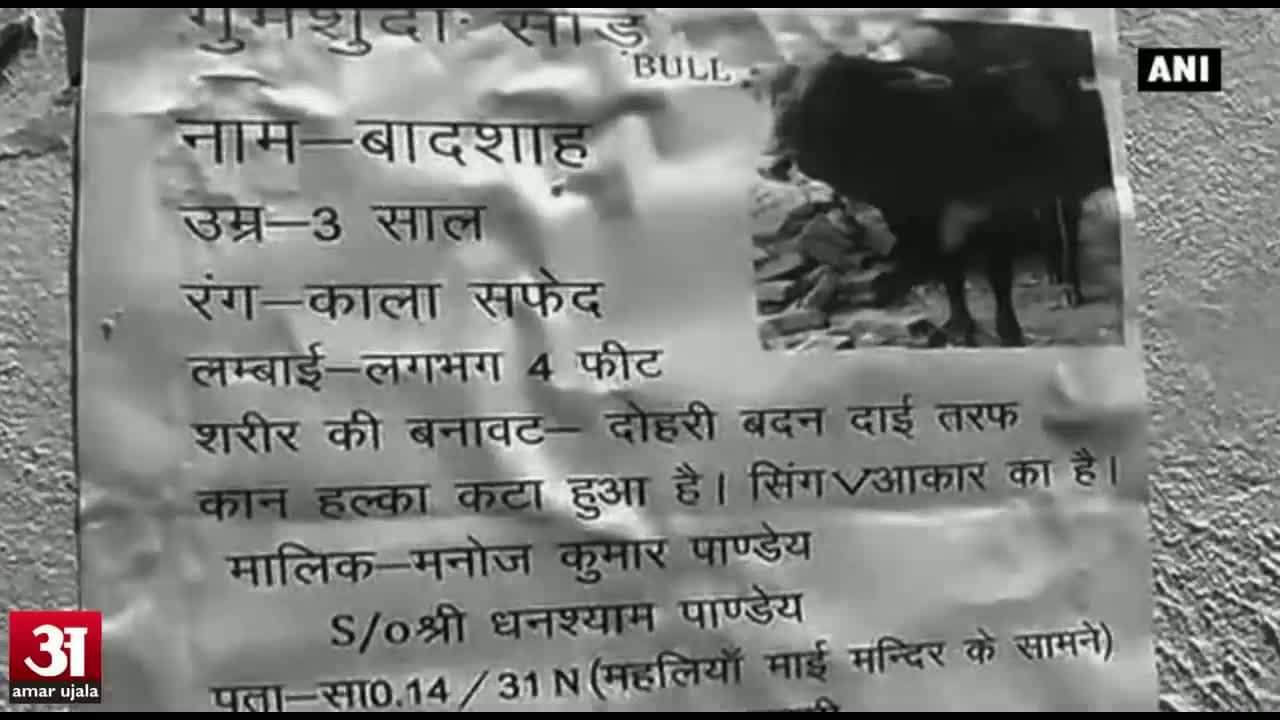 गुमशुदा सांड