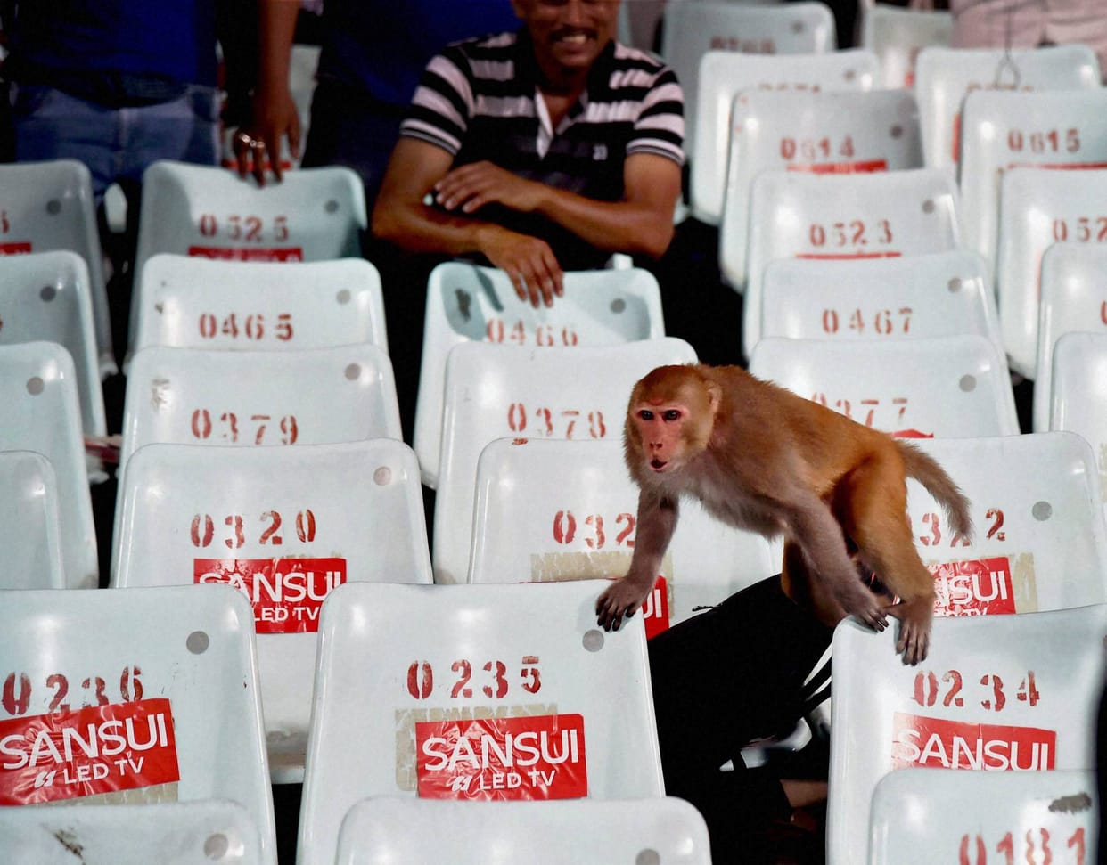 Growing up in the city, "apes rule"
