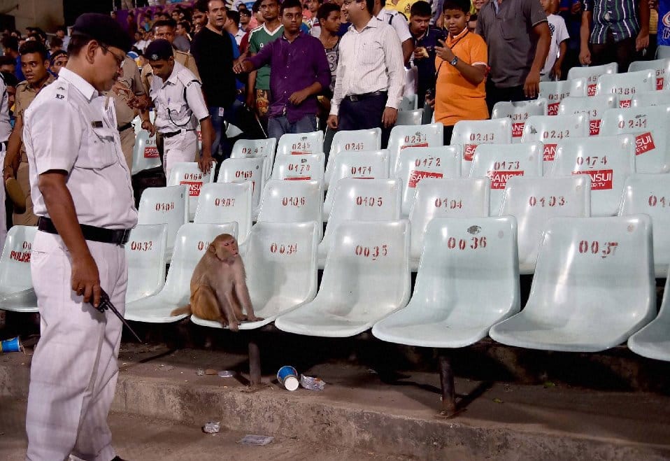When A monkey suddenly appears in the stand during IPL Match