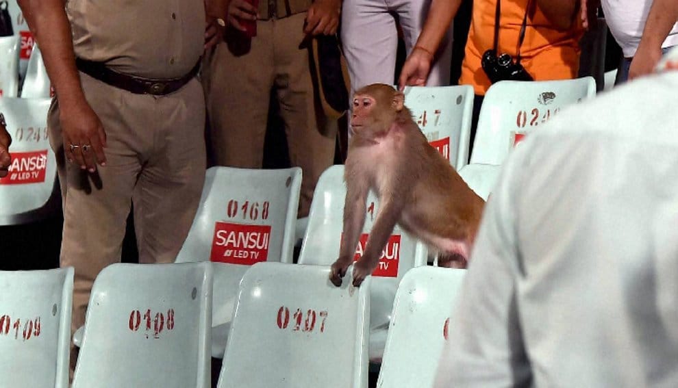 When A monkey suddenly appears in the stand during IPL Match