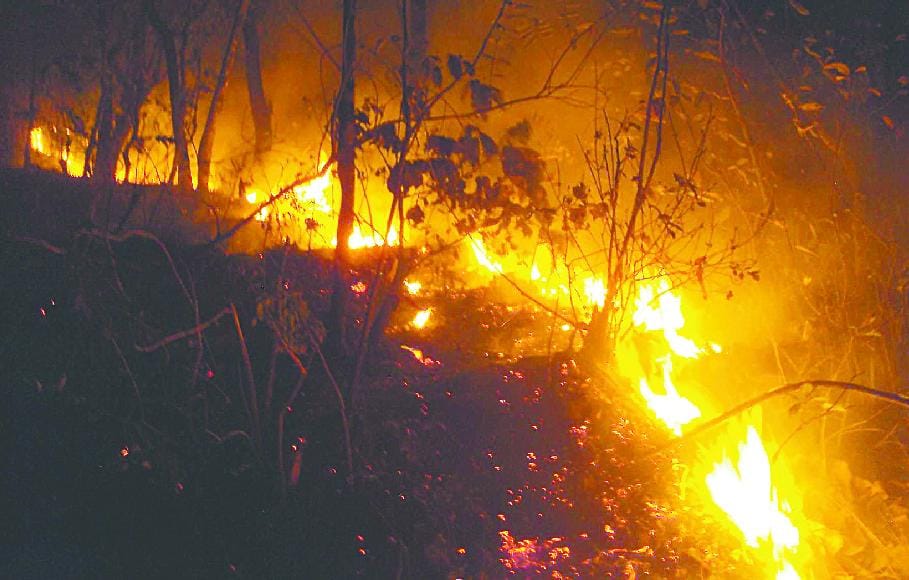 Junkies caused by forest fires in panchayat
