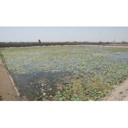Font of city dry  Hope of water come in river  today