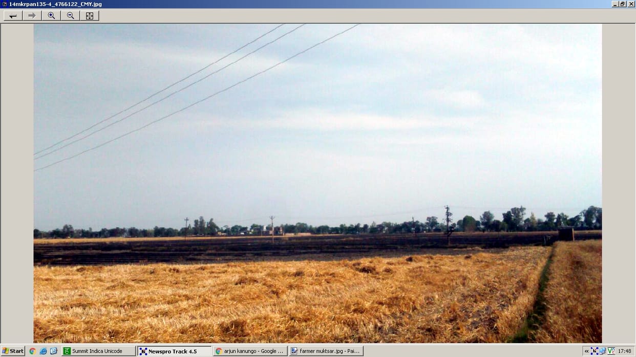 wheat crop, Sparking, 40-acre crop, wheat destroyed, muktsar, jalandhar