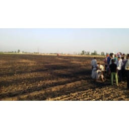 wheat crops burnt