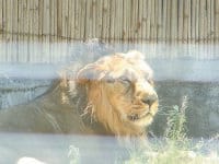 now start zoo again in pipli