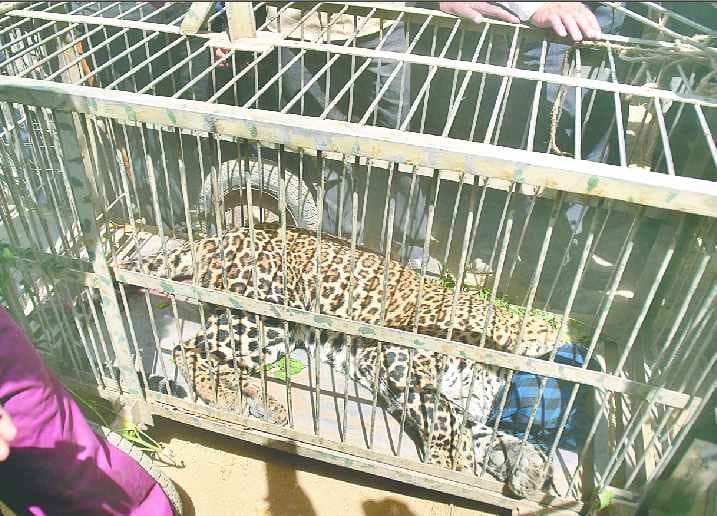 Leopard in cage