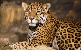Leopard in meerut cantt