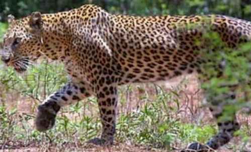 injured leopard