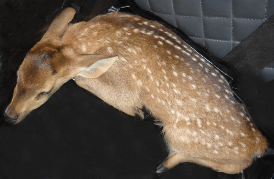 Forest Department entrusted the child to get into the field chital