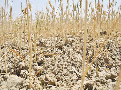 Like situation in the villages of the rugged Bundelkhand