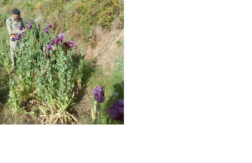 afeem cultivation in karsog