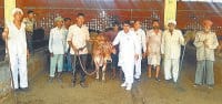 Cow, Kaithal, Rohtak