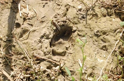 terror of Guldar in Uttarakhand.