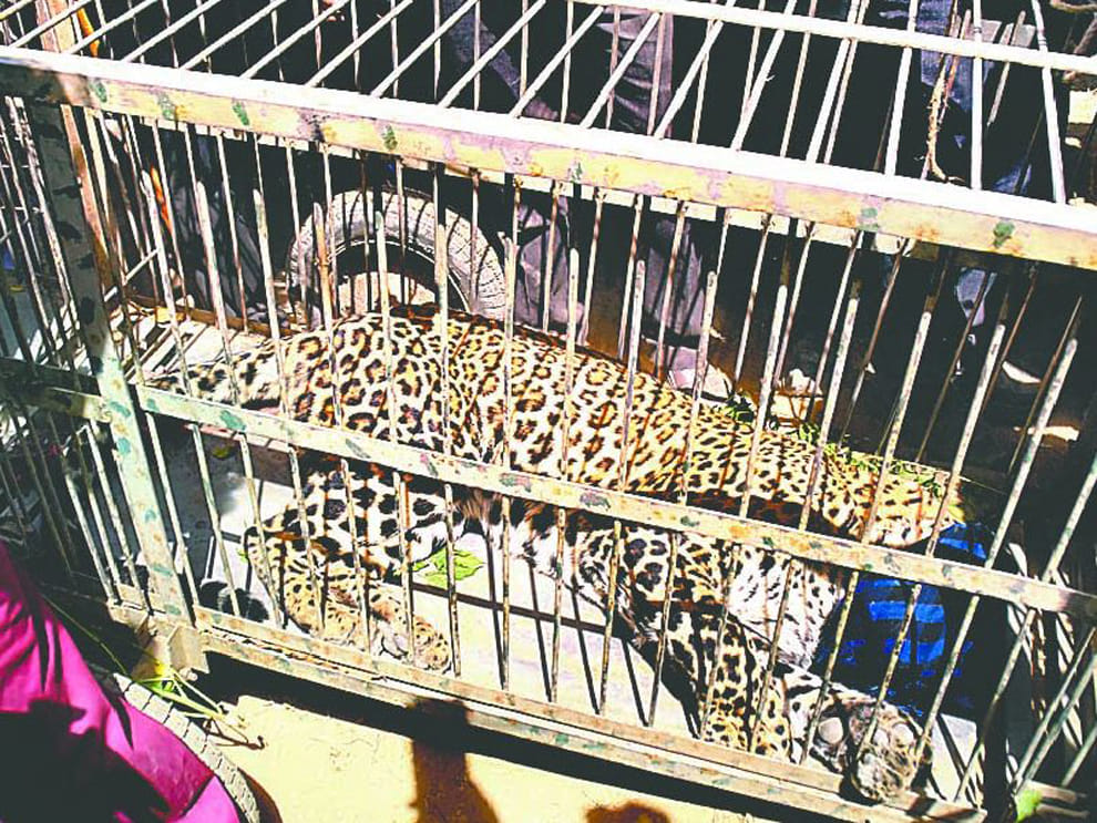 leopard captured after 51 hour
