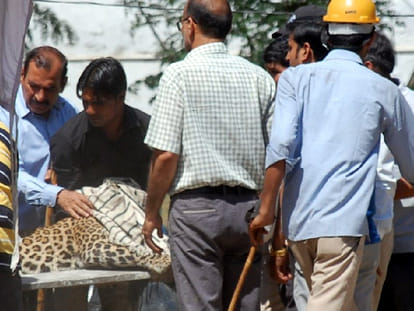 leopard captured after 51 hour