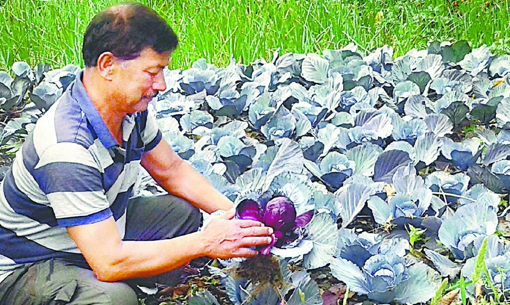 Take a taste of China's red cabbage Nachani