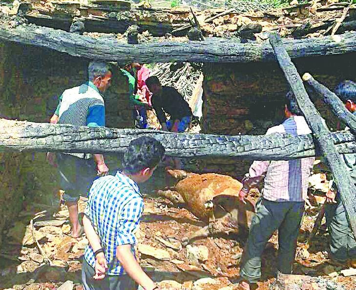 Wildfire Gaushale reached five animal burns