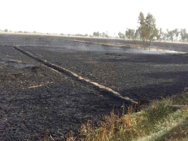 fire, wheat, firozpur, zalalabad