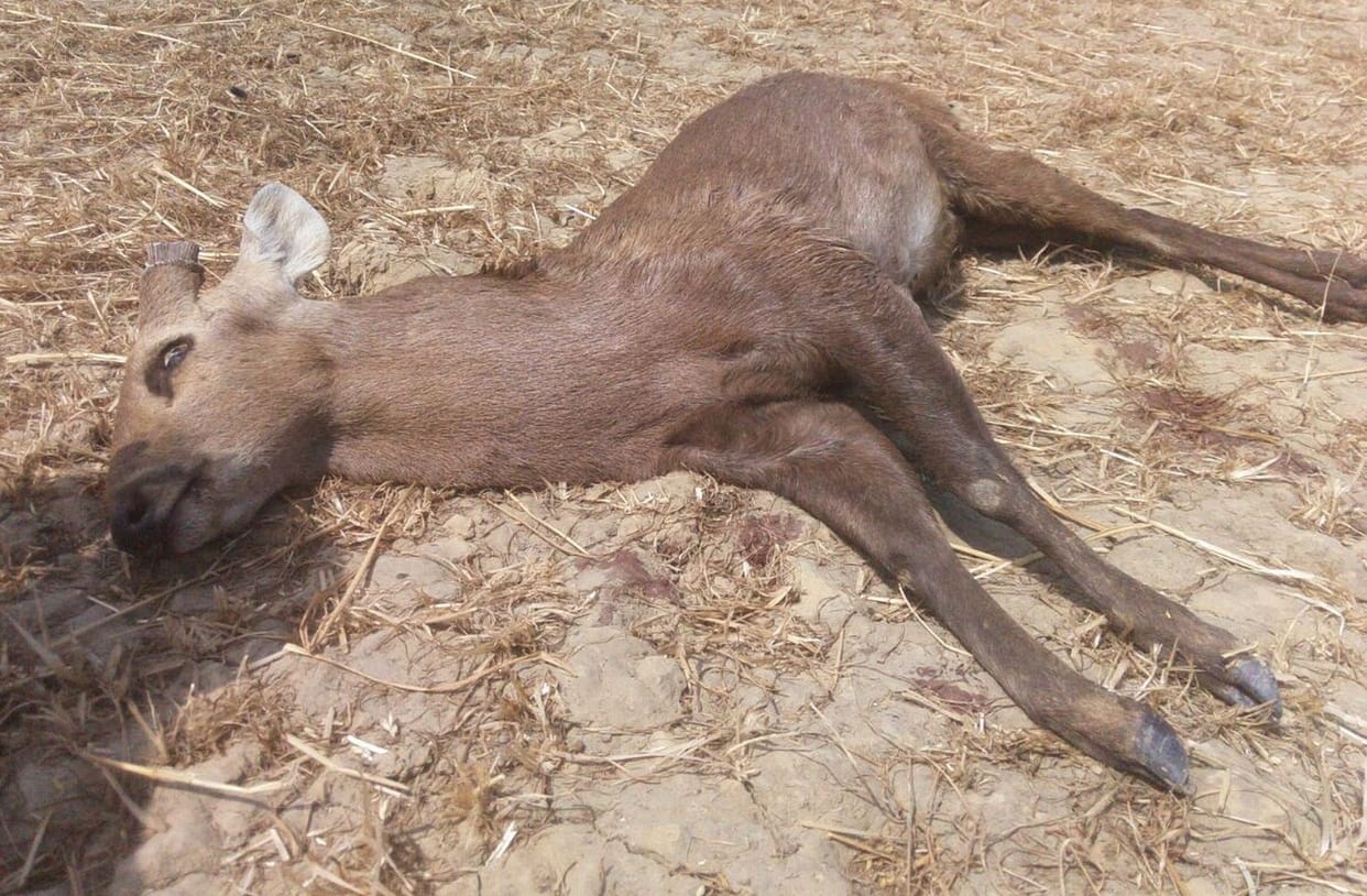 Bodies thrown into the field of reindeer horn cut