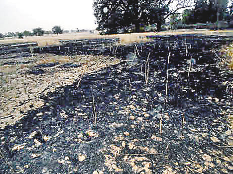 The fire burned two dozen farmers grow