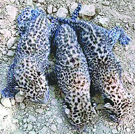 Cage three cubs