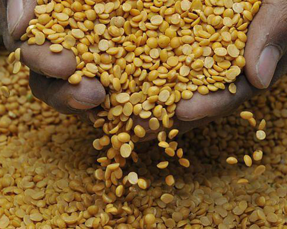 price of pulse in this year will be near about 200 rupees