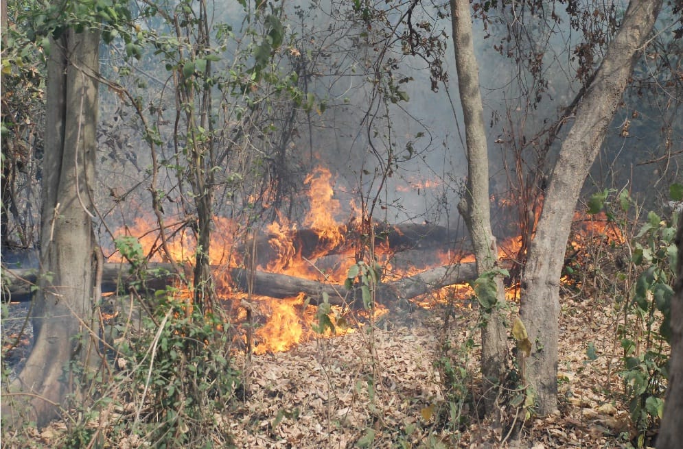 Forest are Burning