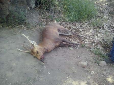 Deviates from the death of the deer forest