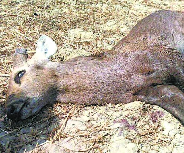 A reindeer killed in Barabanki.