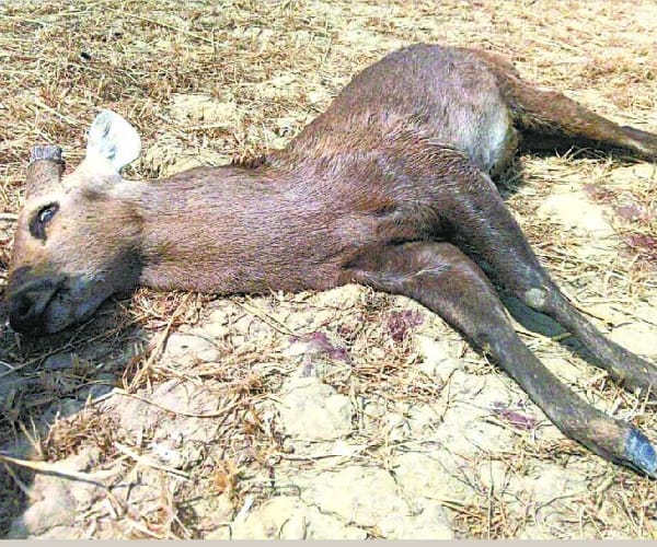 two deer killed to the heart attack 