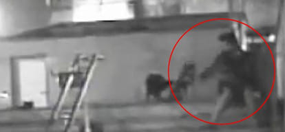 depressed engineer used to kill dogs in delhi arrested in lucknow