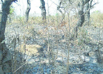 Sahuwala posing risk of fire in forest range