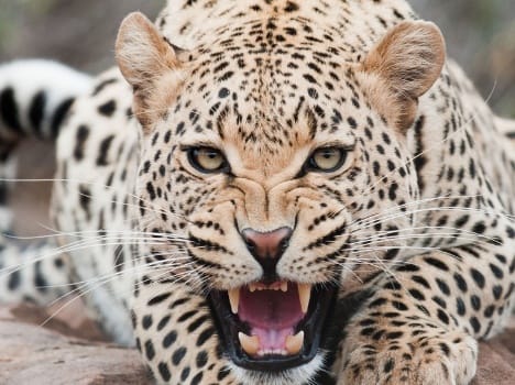 leopard in meerut and kanpur 