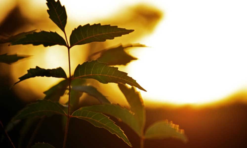 cooperative company IFFCO effort for neem tree