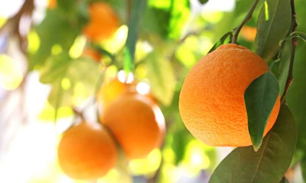 Beauty benefits of Fruit peels