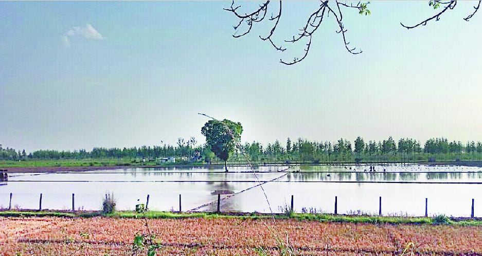 The water level dropped early rice cultivation