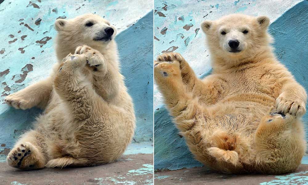Four months polar bear performing yoga