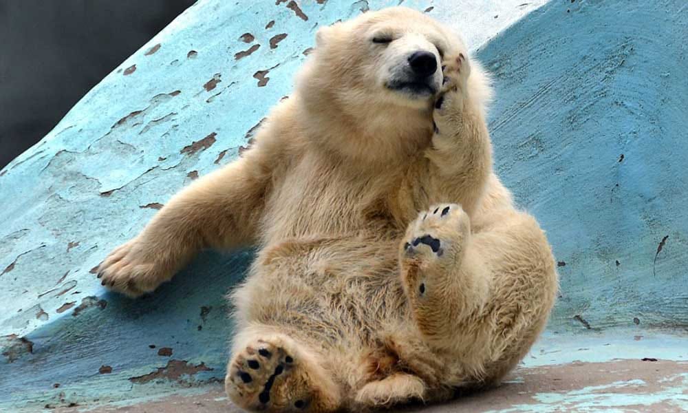 The elderly injured bear attacks