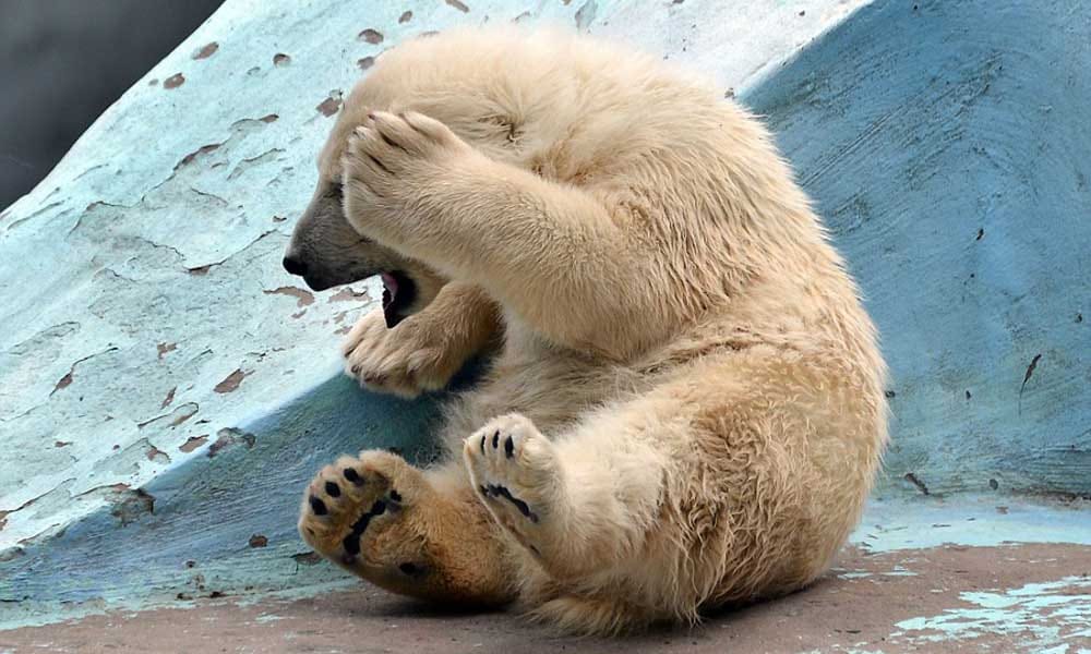Four months polar bear performing yoga