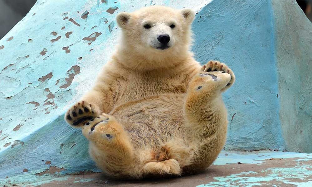 Four months polar bear performing yoga